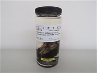 藏品(紅嘴黑鵯)的圖片